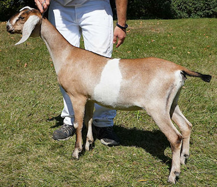 GCH Blissberry Almost Paradise 5*M