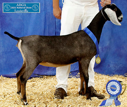 Blissberry Party In The USA 2021 ADGA Reserve Junior Champion